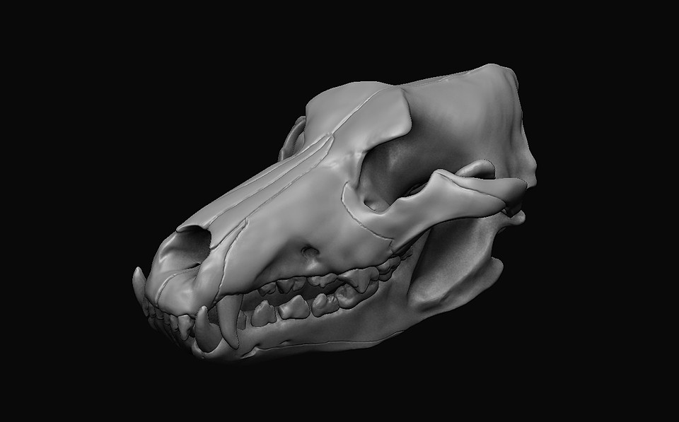 Wolf Skull 3D print model