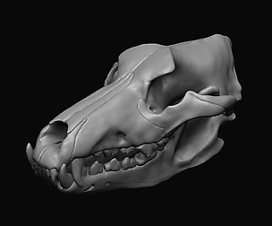 Wolf Skull 3D print model