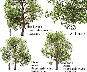 Set of Acer Pseudoplatanus (Sycamore Maple) Trees