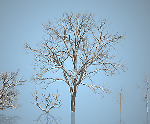 DEAD TREES vol.2
