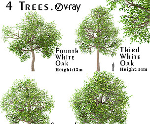 Set of White oak Trees (Quercus alba) (4 Trees)