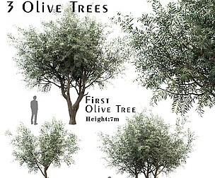 Set of Olive Trees (Olea europaea) (3 Trees)