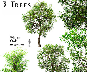 Set of Trees (China Tallow, Acer & Oak)
