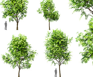 Set of Tree of Heaven (Ailanthus Altissima)