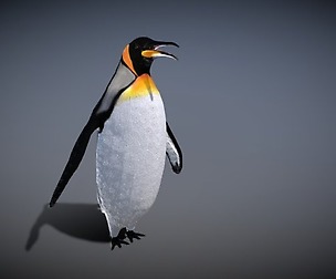 Emperor Penguin