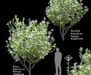 Set of American Fringe Trees (2 Trees)