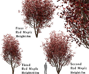 Set of Red Maple Trees (Acer Rubrum) (3 Trees)