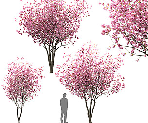 Set of Chinese Magnolia Trees (Saucer Magnolia)