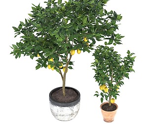 Two lemon trees