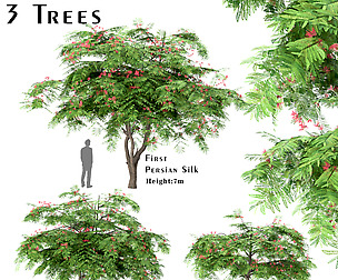 Set of Persian Silk Trees (Albizia julibrissin)