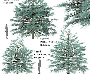 Set of Picea Pungens Trees (Blue spruce) (3 Trees)