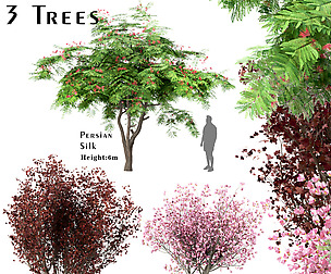 Set of Trees (Red Maple - Magnolia - Persian Silk)