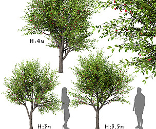 Set of Sour Cherry Trees (Prunus Cerasus)