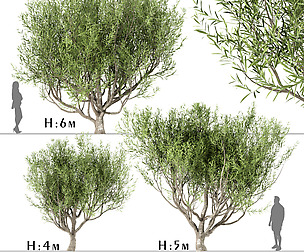 Set of Olive Trees (Olea Europaea) (3 Trees)