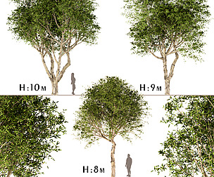 Set of Broad Leaved Paperbark Trees (3 Trees)