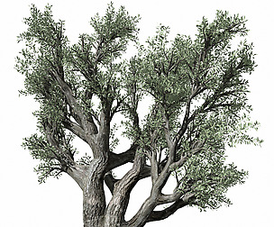 olive Tree 220
