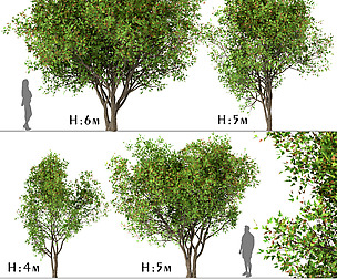 Set of Acer Ginnala Trees (Amur Maple) (4 Trees)
