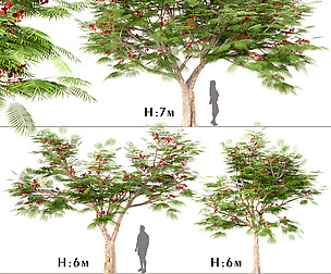 Set of Flamboyant Trees (Royal Poinciana)