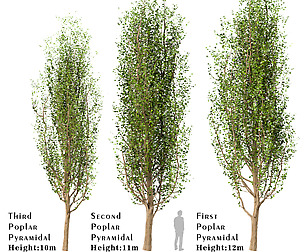 Set of Black Poplar Trees (Cottonwood) (3 Trees)