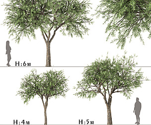 Set of Olive Trees (Olea Europaea) (3 Trees)
