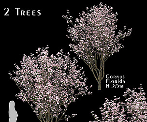 Set of Cornus Florida Trees (Flowering Dogwood)