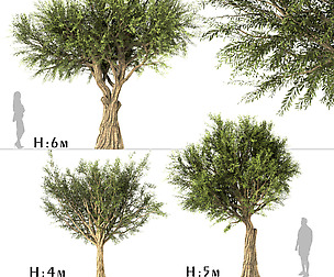 Set of Olive Trees (Olea Europaea) (3 Trees)