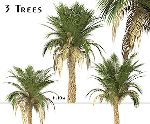 Set of Silver Date Palm Trees (Phoenix Sylvestris)