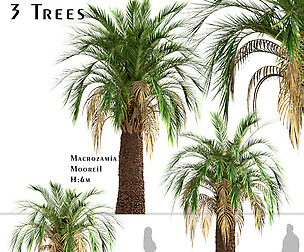 Set of Macrozamia Moorei Palm Trees (3 Trees)