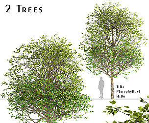 Set of Tilia Platyphyllos Trees (Linden)