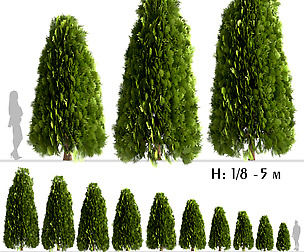 Set of Thuja Occidentalis Trees (Arborvitae)