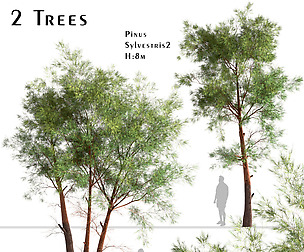 Set Of Pinus Sylvestris Trees (scots Pine)