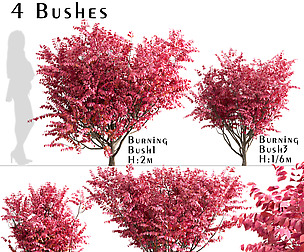 Set Of Burning Bush Bushes (Euonymus Alatus)
