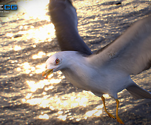 Animated Seagull