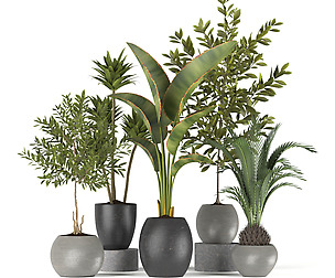 plants collection 5
