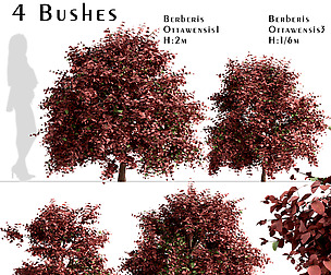 Set Of Berberis Ottawensis Bushes (Barberry)