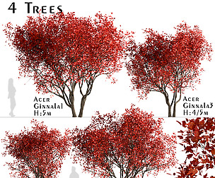 Set of Acer Ginnala Trees (Amur Maple) (4 Trees)