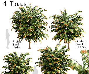 Set of Rising Sun Redbud Trees (Cercis Canadensis)