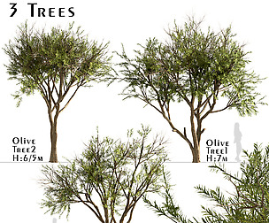 Set of Olive Trees (Olea Europaea) (3 Trees)