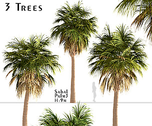 Set of Sabal Palm Trees (Cabbage Palm) (3 Trees)