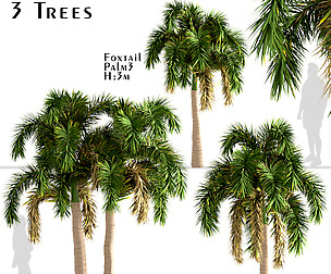 Set of Foxtail Palm Trees (Wodyetia Bifurcata)