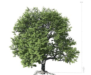Broadleaf Tree 001