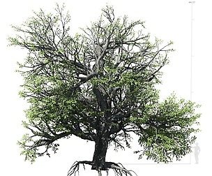 Broadleaf Tree 002