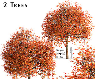 Set of Sugar Maple Trees (Acer Saccharum)
