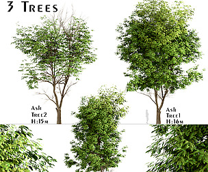 Set of Ash Trees (Fraxinus) (3 Trees)