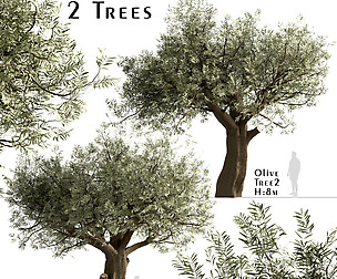 Set Of Olive Trees (Olea Europaea) (2 Trees)