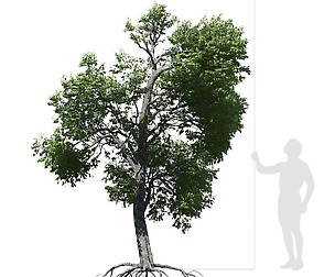 Broadleaf Tree 003