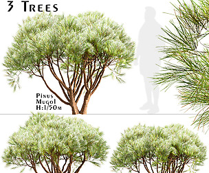 Set Of Pinus Mugo Trees (Creeping Pine) (3 Trees)