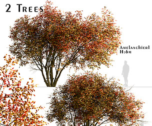 Set of Amelanchier Trees (Shadbush)