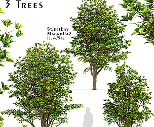 Set of Sweetbay Magnolia-Magnolia Virginiana Trees