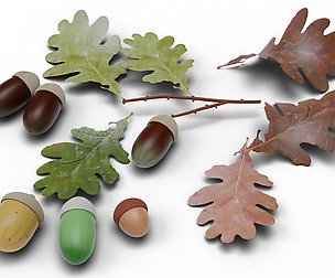 Acorns